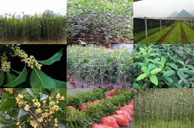 桂花树价格:山东安信种苗针对桂花种苗机械化嫁接育苗关键技术的开发与应用1659974776905
