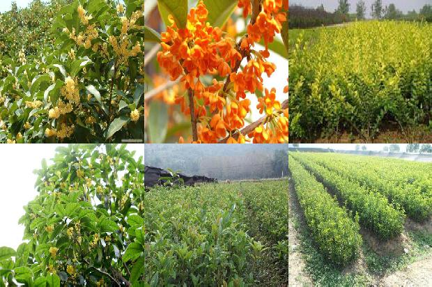 桂花树价格[大棚桂花树—茭白轮作栽培技术]1659974792354