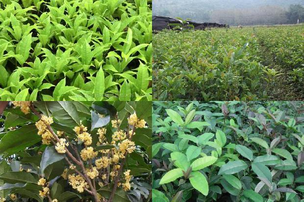 桂花树价格[大棚桂花树—茭白轮作栽培技术]1659974792365