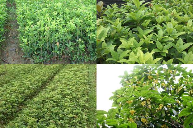 桂花树价格_桂花常见病虫害及防治