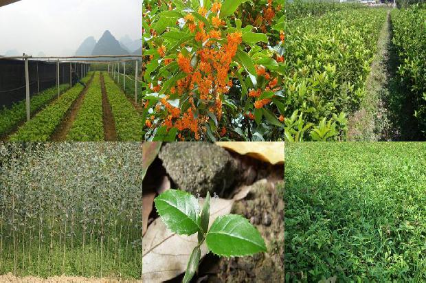 桂花树价格_浅谈桂花树高产栽培管理方法1659974826585