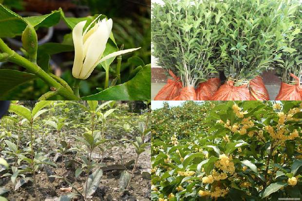 桂花树价格_浅谈桂花树高产栽培管理方法1659974826607