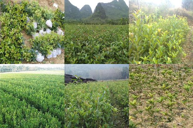桂花树价格_浅谈桂花树高产栽培管理方法1659974826630