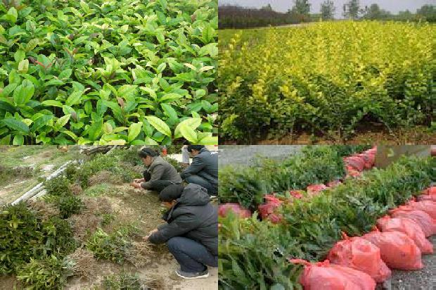 桂花苗价格:宁夏桂花新品种及主栽品种对白粉病的抗性评价