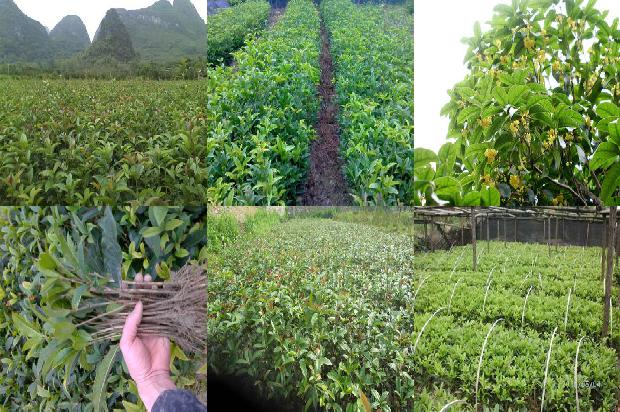 桂花苗价格「桂花不同原因烂果病的识别与防治」