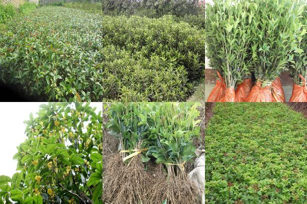 桂花苗价格_长江流域有机桂花春季地膜覆盖栽培技术1660061161860