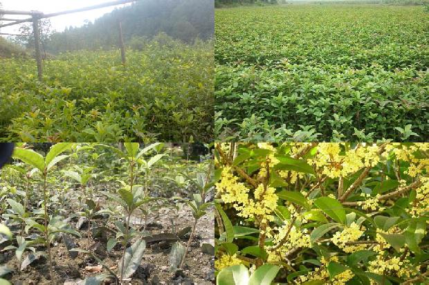 桂花苗价格_长江流域有机桂花春季地膜覆盖栽培技术1660061161871