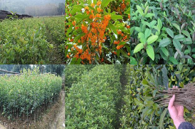 桂花苗价格_长江流域有机桂花春季地膜覆盖栽培技术1660061161882