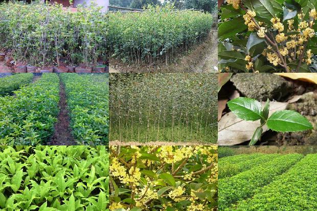 桂花苗价格_长江流域有机桂花春季地膜覆盖栽培技术1660061161893