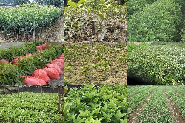 桂花苗价格_长江流域有机桂花春季地膜覆盖栽培技术1660061161904