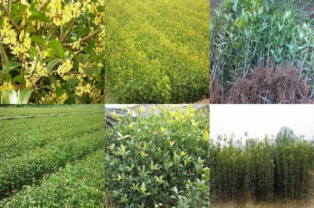 桂花苗价格:大肉桂花树新品种筛选试验初报