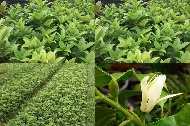 桂花苗价格:大肉桂花树新品种筛选试验初报1660061195191