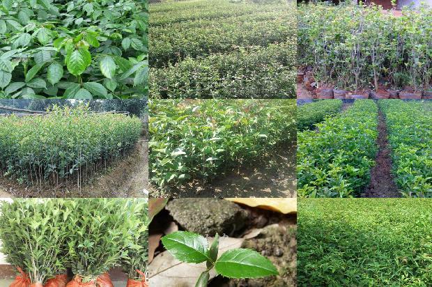 桂花苗价格:大肉桂花树新品种筛选试验初报1660061195213