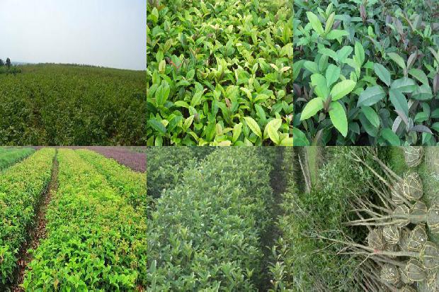 桂花苗价格:大肉桂花树新品种筛选试验初报1660061195224