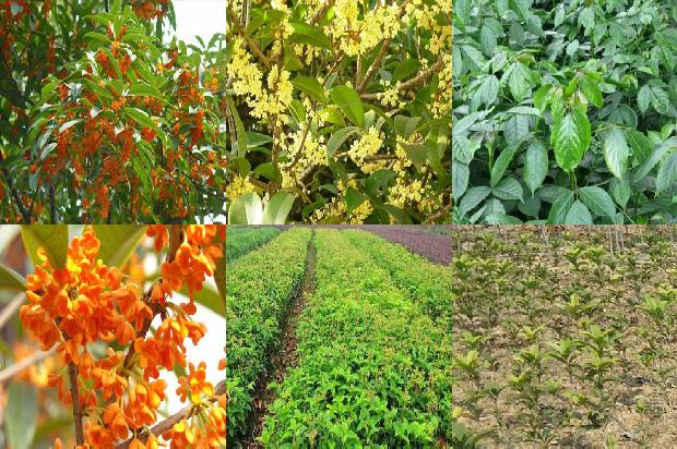 桂花苗价格:大肉桂花树新品种筛选试验初报1660061195235