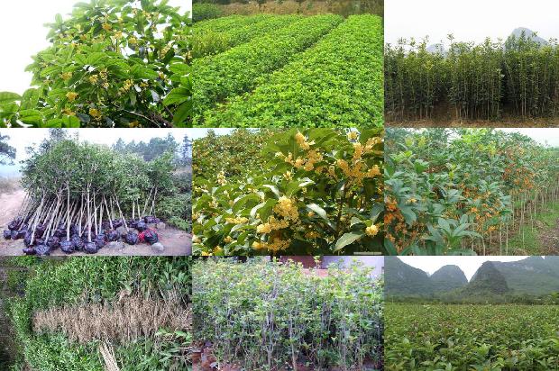 桂花苗价格:大肉桂花树新品种筛选试验初报1660061195246