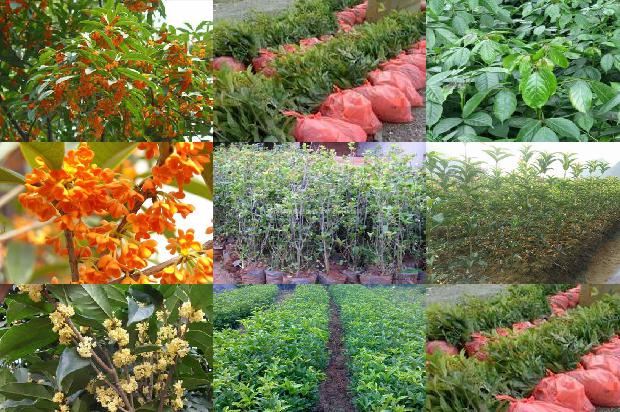 桂花苗价格_桂花树卖出新花样1660061206501