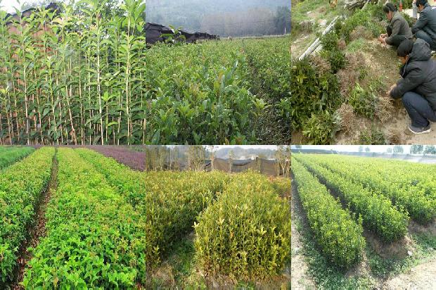 桂花苗价格_桂花树卖出新花样1660061206512