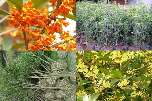 桂花苗价格_桂花树卖出新花样1660061206523