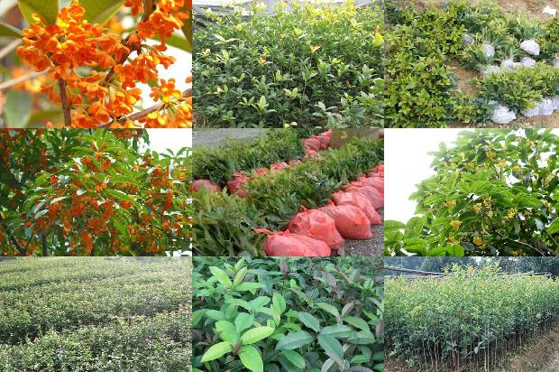 桂花苗价格_桂花树卖出新花样1660061206545
