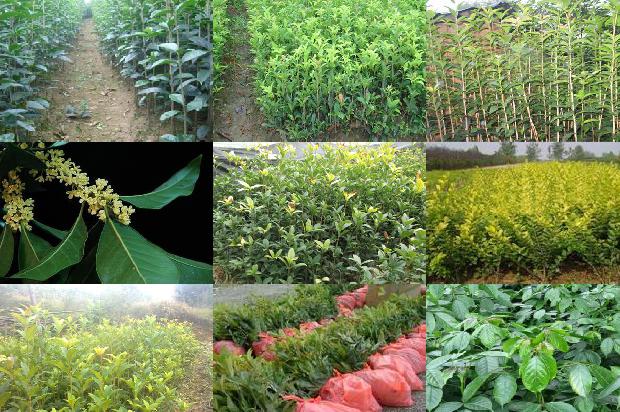 桂花树价格_生物药剂防治桂花病毒病的效果