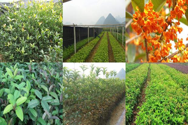 桂花树价格_生物药剂防治桂花病毒病的效果1660147600058