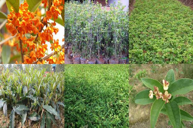 桂花树价格:北方桂花树病虫害的科学防治要点