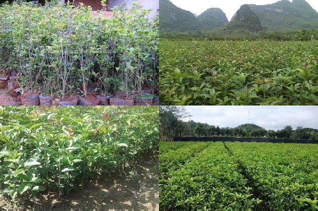 桂花树价格:北方桂花树病虫害的科学防治要点1660147621951