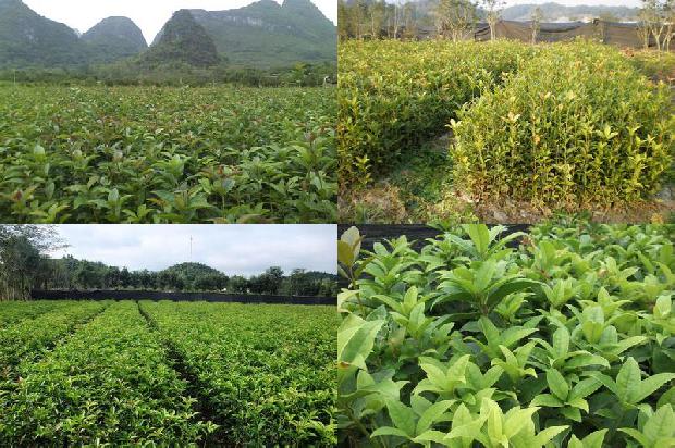 桂花树价格:北方桂花树病虫害的科学防治要点1660147621962