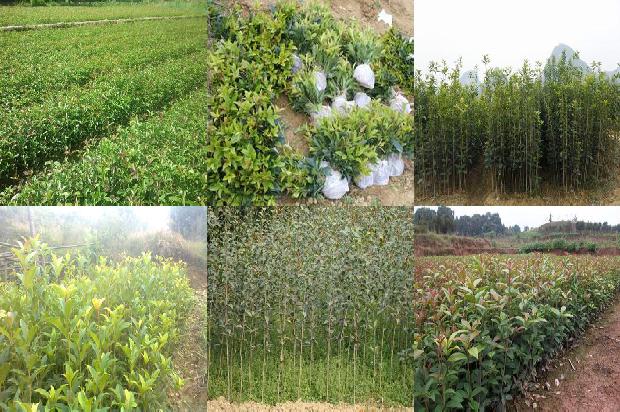 桂花树价格:北方桂花树病虫害的科学防治要点1660147621973