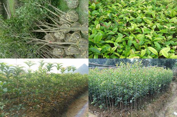 桂花树价格:北方桂花树病虫害的科学防治要点1660147621995