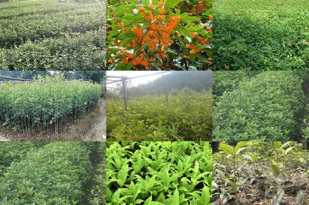桂花树价格_芽变选种在桂花树育种中的应用1660147638711