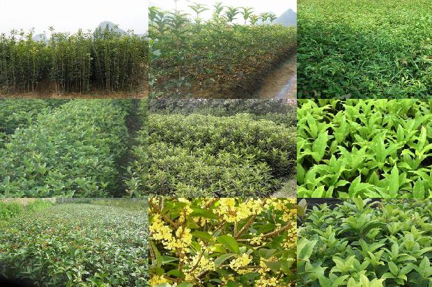 桂花树价格_芽变选种在桂花树育种中的应用1660147638733