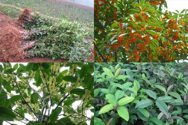 桂花树价格_芽变选种在桂花树育种中的应用1660147638755