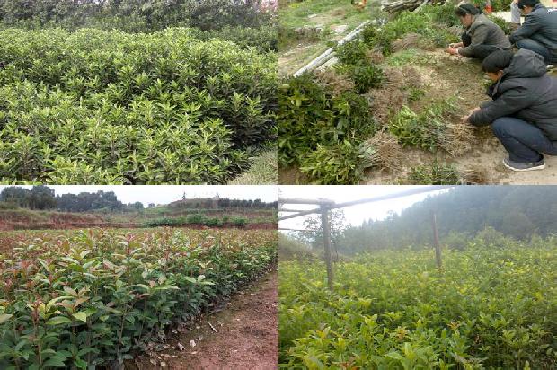 桂花树价格-介绍两个优良桂花树品种