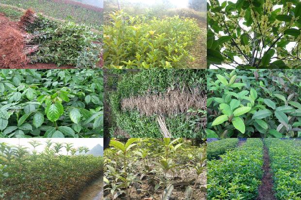 桂花树价格-介绍两个优良桂花树品种1660147653402 桂花树价格-介绍两个优良桂花树品种1660147653402