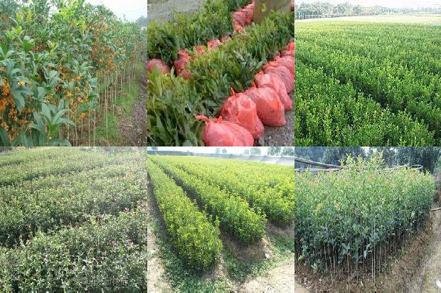 桂花树价格-介绍两个优良桂花树品种1660147653435 桂花树价格-介绍两个优良桂花树品种1660147653435