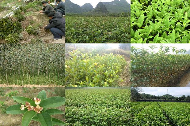 桂花树价格:桂花树种植新技术