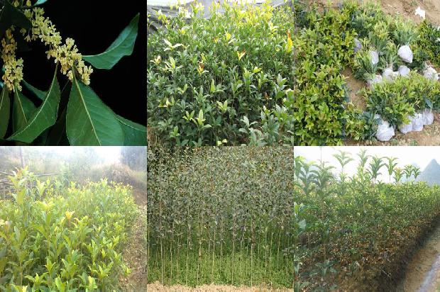 桂花树价格:桂花树种植新技术1660147675600
