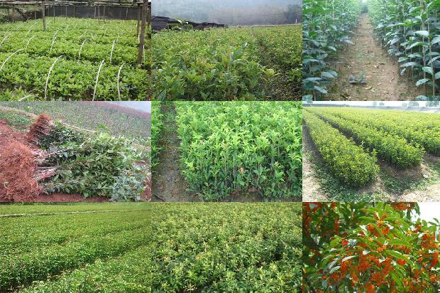 桂花树价格:桂花树种植新技术1660147675622