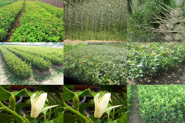 桂花树价格:桂花树种植新技术1660147675633
