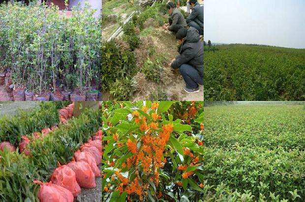 桂花树价格:桂花树种植新技术1660147675644