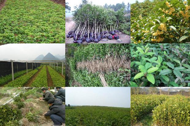桂花树价格「西安地区大棚桂花早熟栽培技术」