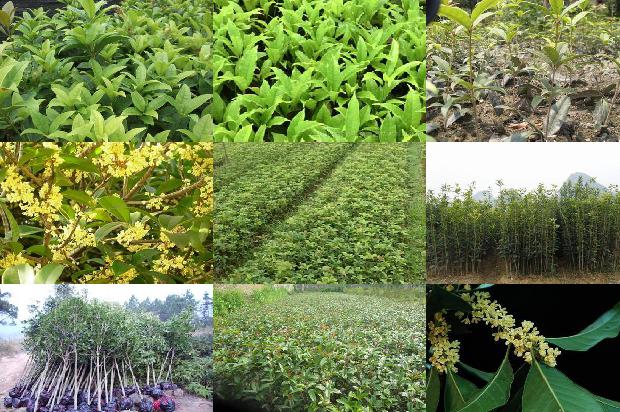 桂花树苗价格「宜川县桂花树病虫害发生特点及防治策略」