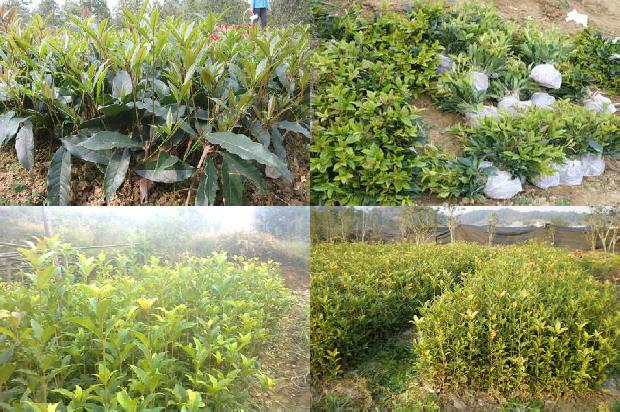 桂花树苗价格「宜川县桂花树病虫害发生特点及防治策略」1660233958455