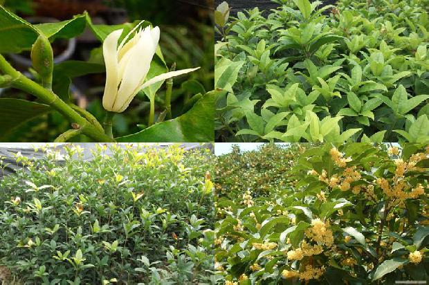 桂花树苗价格「桂花树」