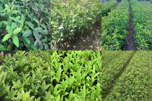 桂花树苗「桂花树栽培实践教学现代化改革探索」