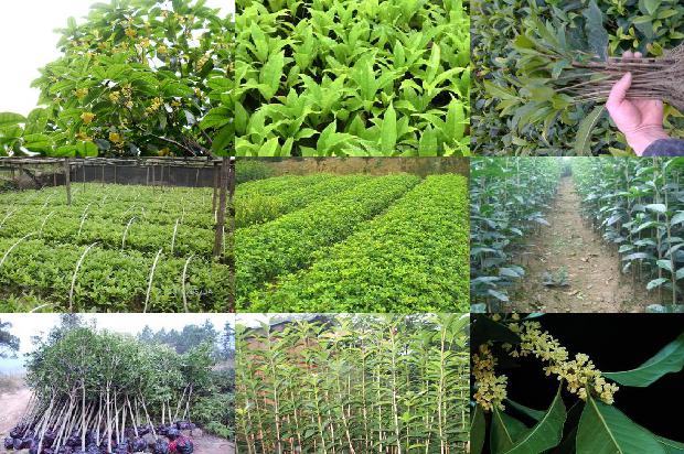 桂花树苗-气相色谱仪在桂花有机磷农药残留检测中的应用1660320377508