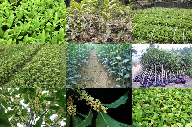 桂花树苗_设施桂花树栽培技术在樱桃种植中的应用