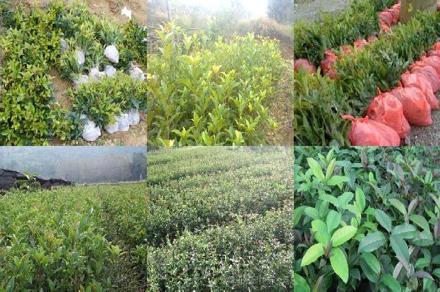 桂花树苗「桂花价格波动的规律、影响因素与调控对策研究」